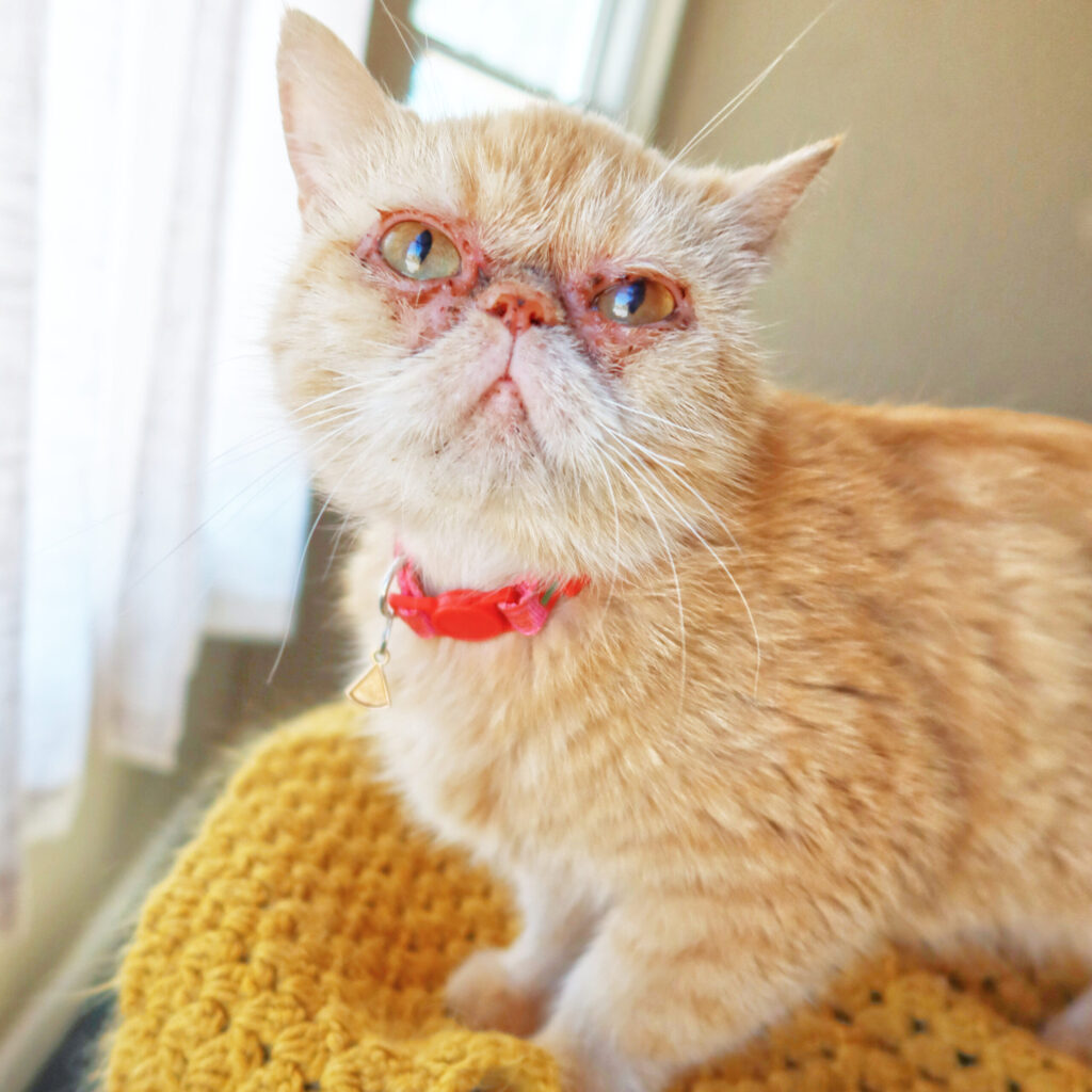 Miss Teapot. a 5-year-old cat with facial dermatitis at Suncatcher Sanctuary in Phoenix, AZ.