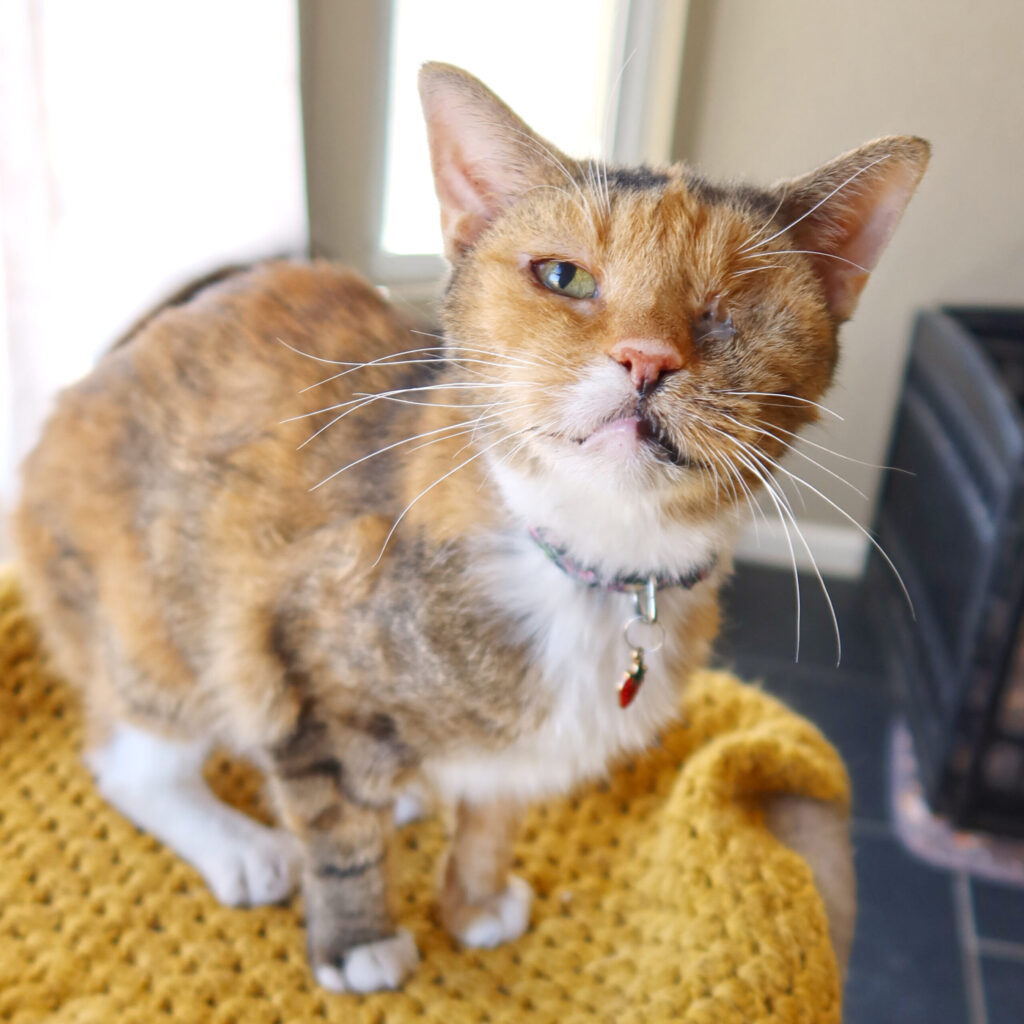 Blanche, a 19-year-old senior hospice cat at Suncatcher Sanctuary in Phoenix, AZ.