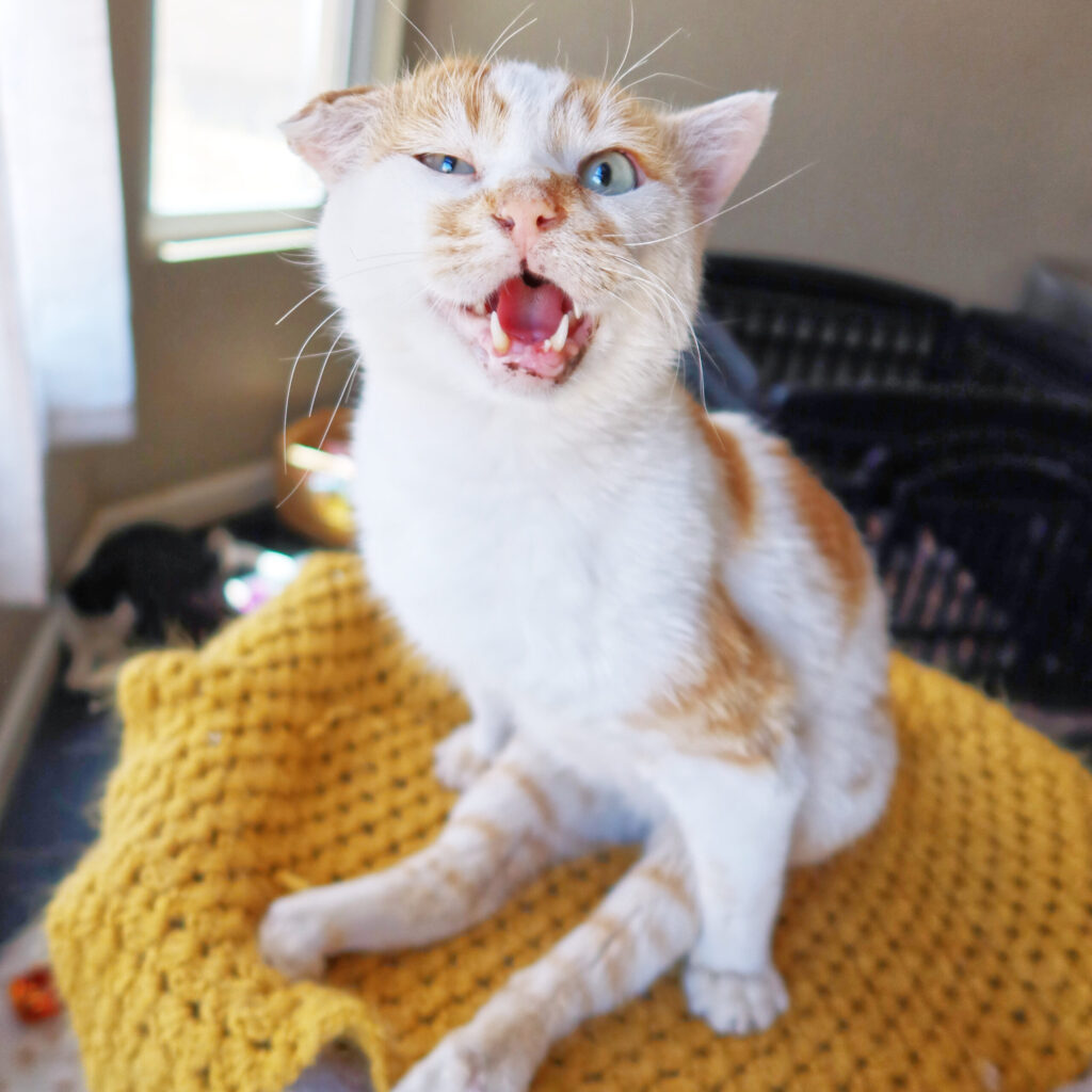 Aiko, a 6-year-old paralyzed cat at Suncatcher Sanctuary in Phoenix, AZ.