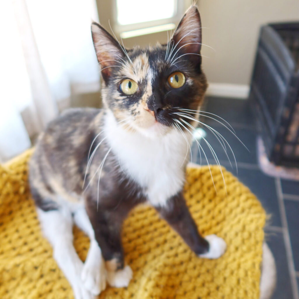 Berry, a 3-year-old cat back leg deformity at Suncatcher Sanctuary in Phoenix, AZ.