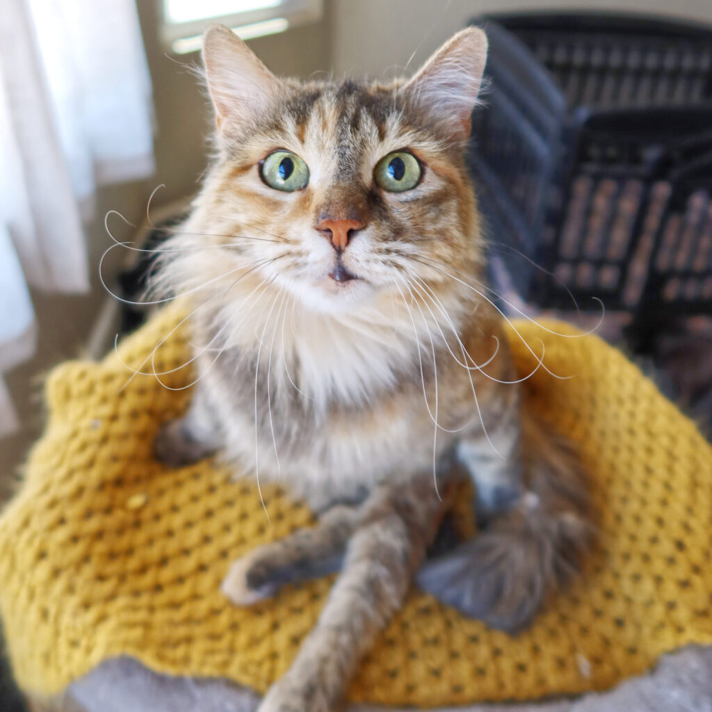 Sienna, a 9-year-old paralyzed cat at Suncatcher Sanctuary in Phoenix, AZ.