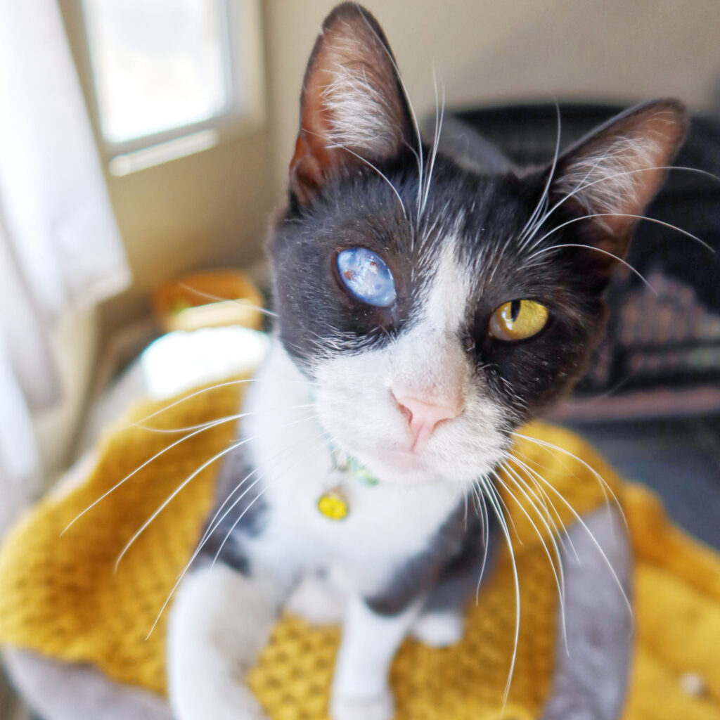 Rolo, a 3-year-old blind cat at Suncatcher Sanctuary in Phoenix, AZ.