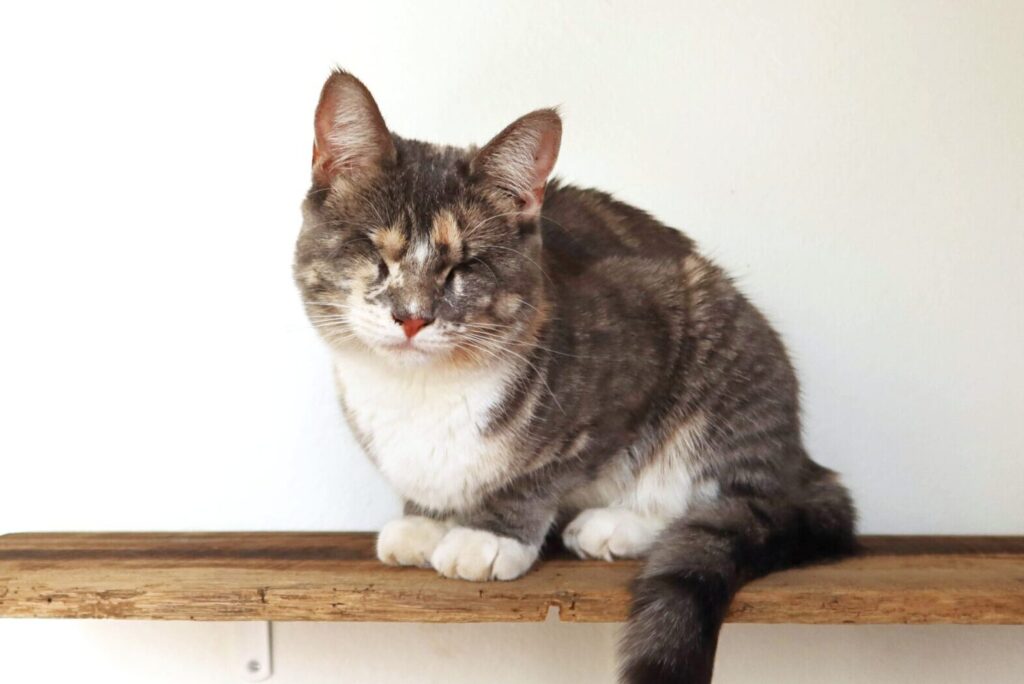 Blind cat, Cece, at Suncatcher Sanctuary in Phoenix, AZ. 