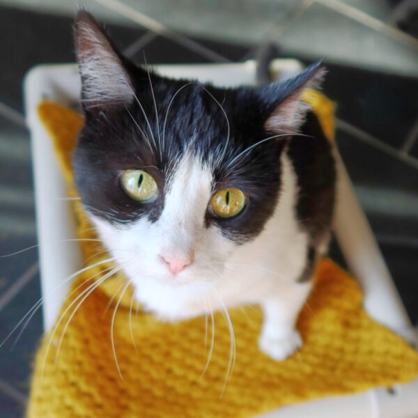 Sofia, a 4-year-old paralyzed cat at Suncatcher Sanctuary in Phoenix, AZ.