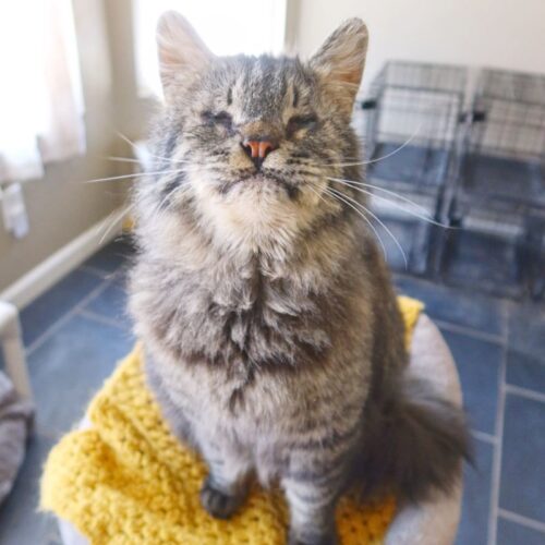 Bremen, a 3-year-old blind cat with heart disease at Suncatcher Sanctuary in Phoenix, AZ.