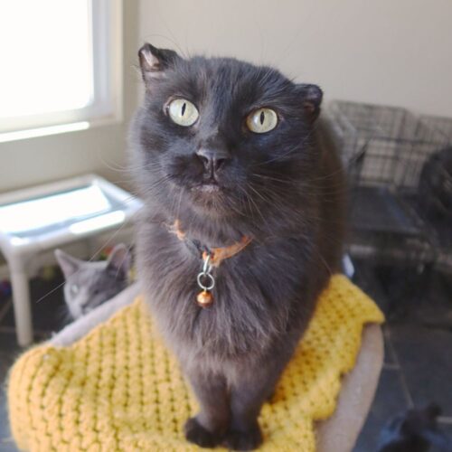 Neptune, a 13-year-old senior hospice cat with heart disease at Suncatcher Sanctuary in Phoenix, AZ.
