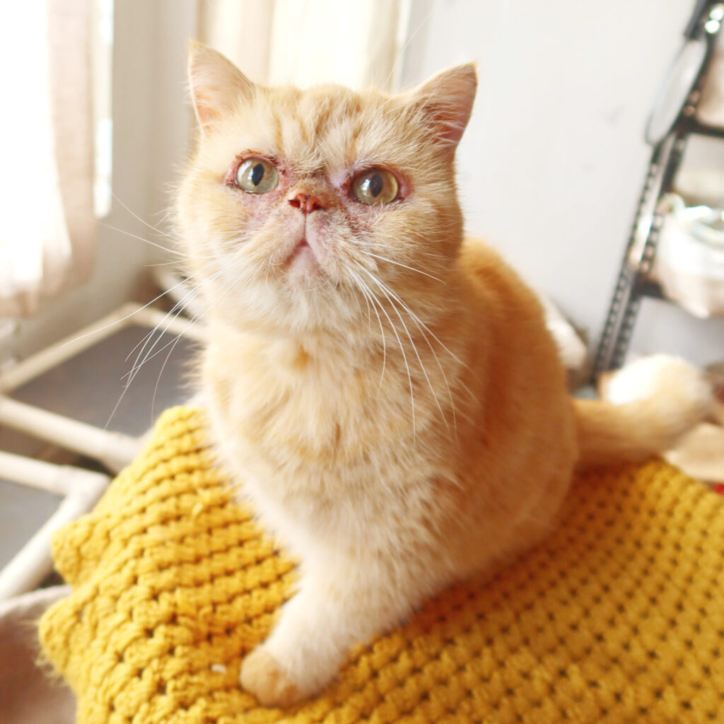 Miss Teapot. a 5-year-old cat with facial dermatitis at Suncatcher Sanctuary in Phoenix, AZ.