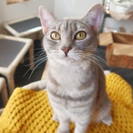 Starla, a kitten with back leg deformity at Suncatcher Sanctuary in Phoenix, AZ. 