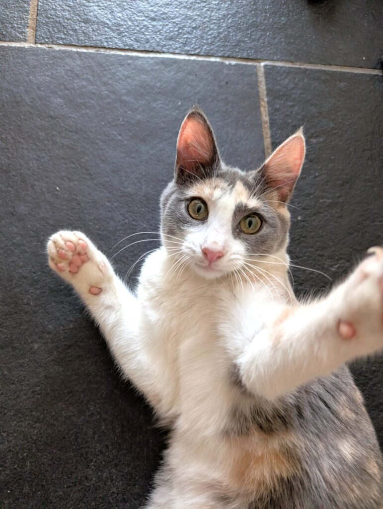Boop, a kitten with cerebellar hypoplasia being playful at Suncatcher Sanctuary in Phoenix, AZ.