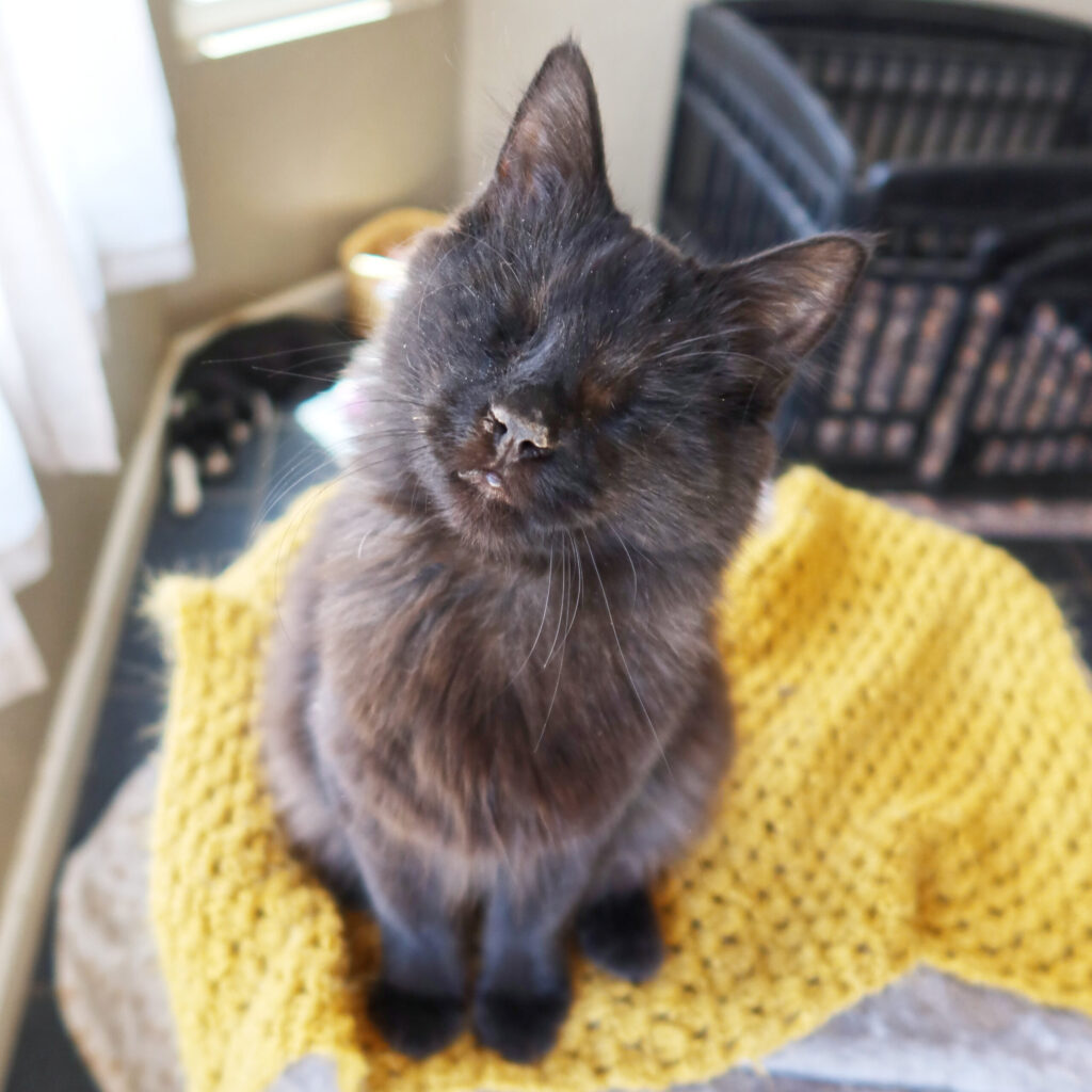 Bibi, a 2-year-old blind cat at Suncatcher Sanctuary in Phoenix, AZ.