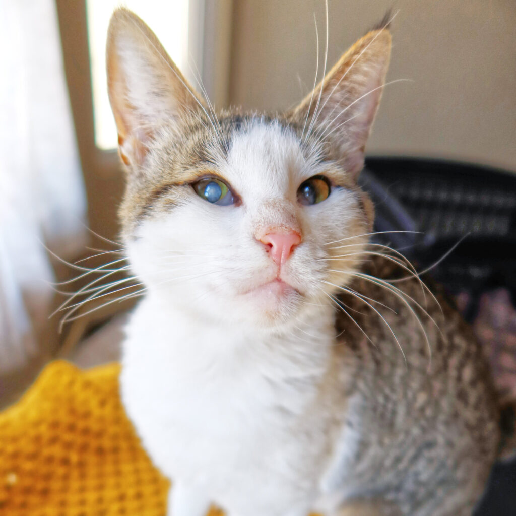 Lala, a 3-year-old blind cat at Suncatcher Sanctuary in Phoenix, AZ.