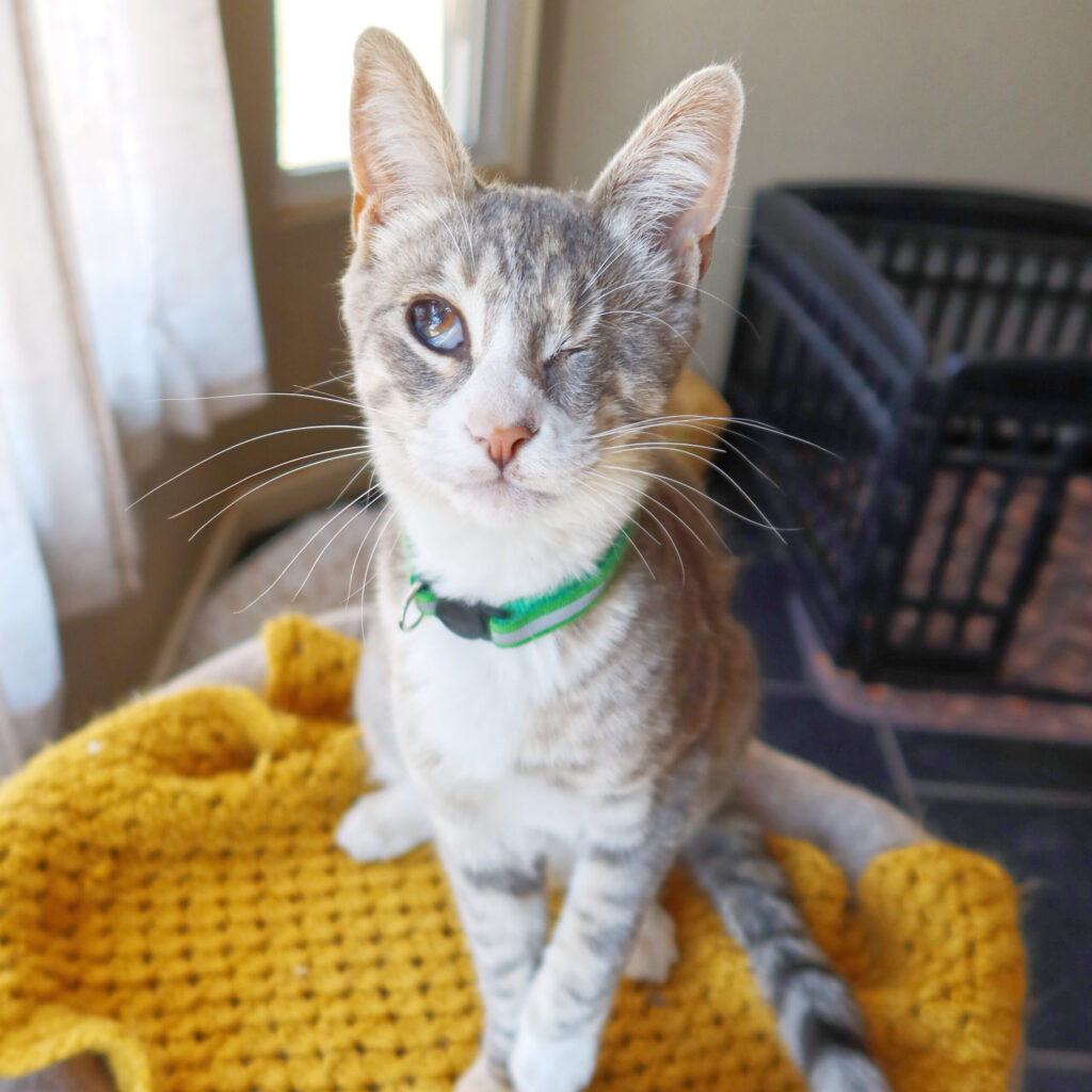 Pepe, a 2-year-old blind cat at Suncatcher Sanctuary in Phoenix, AZ.