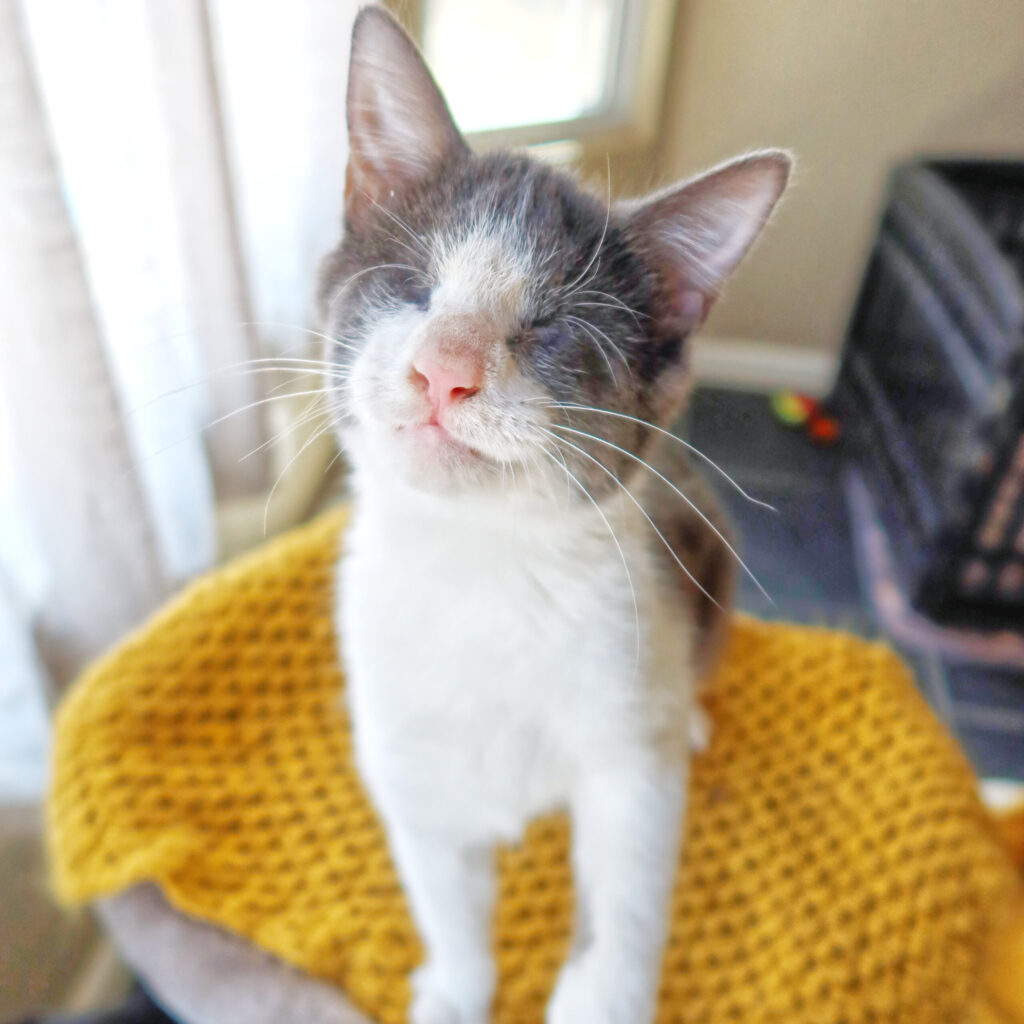 Ocean, a 2-year-old blind cat at Suncatcher Sanctuary in Phoenix, AZ.