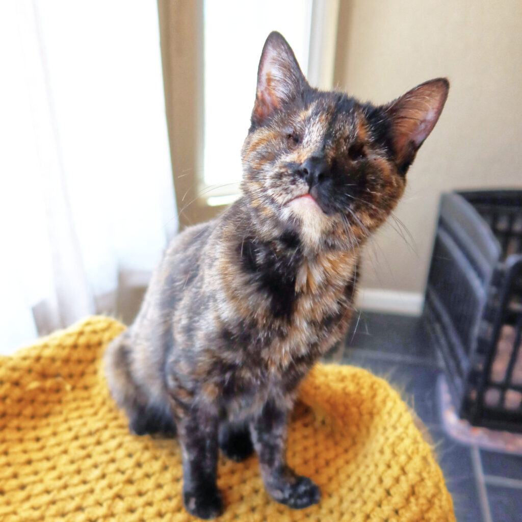 Millie, a 2-year-old blind cat microphthalmia at Suncatcher Sanctuary in Phoenix, AZ.