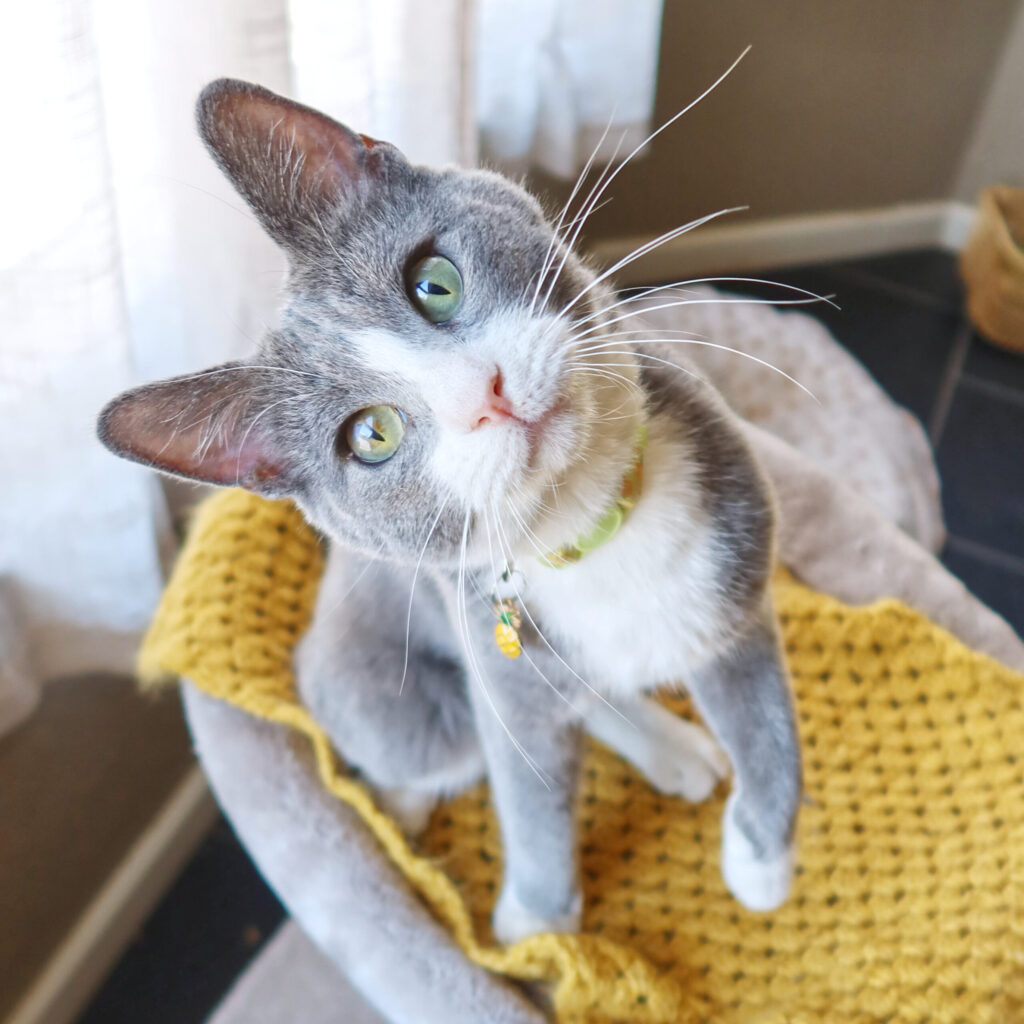 Moose. a 3-year-old special needs cat with a head tilt and nystagmus at Suncatcher Sanctuary in Phoenix, AZ.
