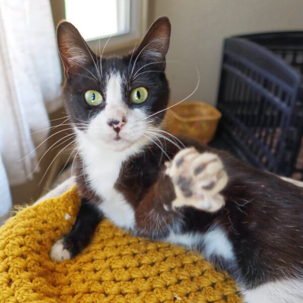 Kona, a 3-year-old cat with cerebellar hypoplasia at Suncatcher Sanctuary in Phoenix, AZ.