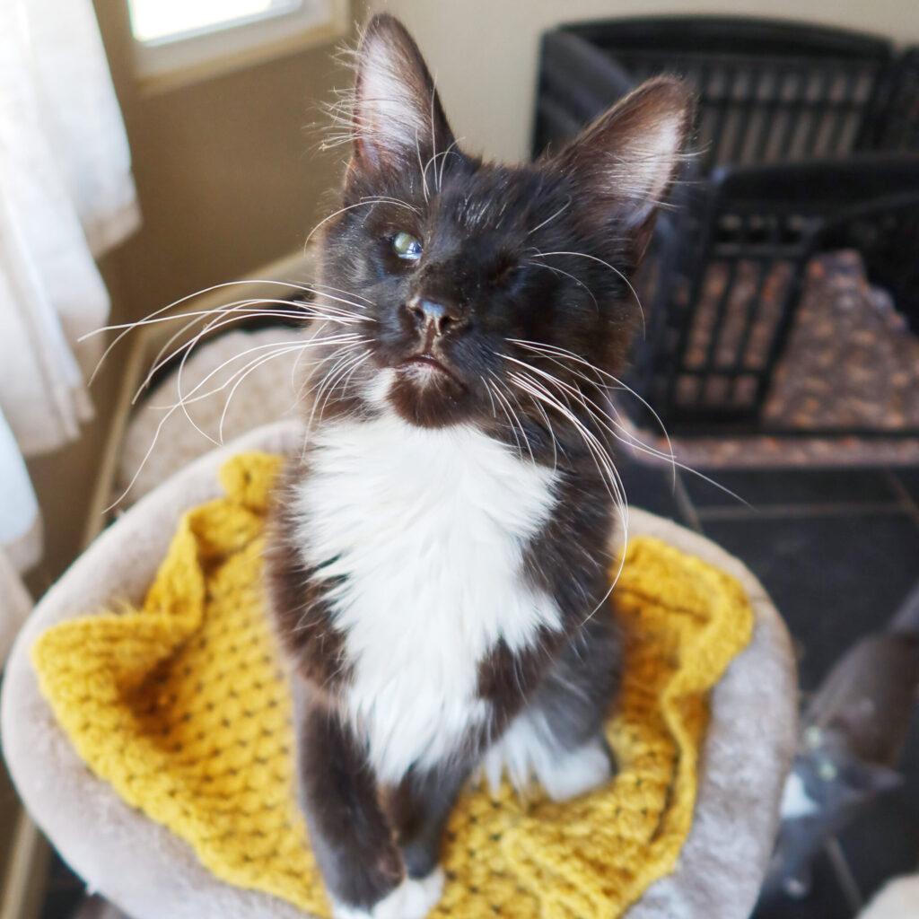 Wilbur, a 2-year-old blind cat with FLUTD at Suncatcher Sanctuary in Phoenix, AZ.