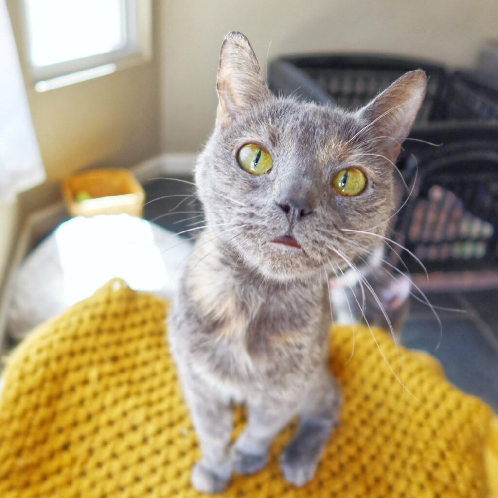 Joyce, 14-year-old senior hospice cat at Suncatcher Sanctuary in Phoenix, AZ.