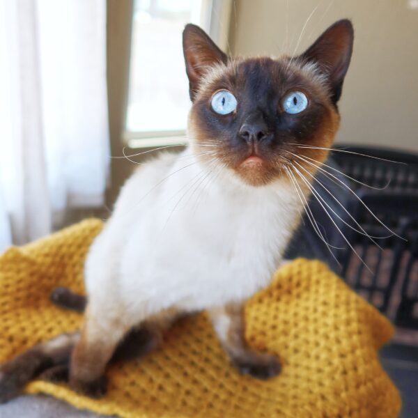 Orion, a 4-year-old paralyzed cat at Suncatcher Sanctuary in Phoenix, AZ.